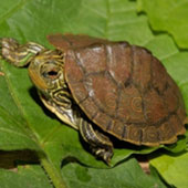 Northern_Map_Turtle | Land Conservancy for Kingston, Frontenac, Lennox ...