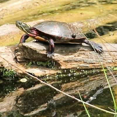 Painted Turtle JE | Land Conservancy for Kingston, Frontenac, Lennox ...